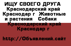 ИЩУ СВОЕГО ДРУГА - Краснодарский край, Краснодар г. Животные и растения » Собаки   . Краснодарский край,Краснодар г.